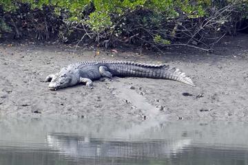 Exploring the beauty of Sunderban