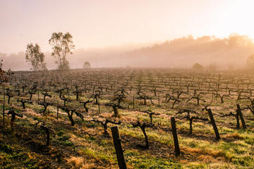 Barossa Valley by Private Tour your way!