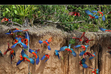 Macaw Clay Lick 2 days & 1 night