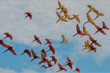 Macaw Clay Lick 3 days & 2 nights