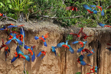 Macaw Clay Lick 4 days & 3 nights
