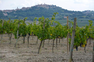 Montepulciano food & wine tour