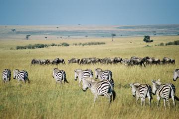 4 DAYS GROUP JOINING BUDGET SAFARI TO MAASAI MARA AND LAKE NAKURU NATIONAL PARKS