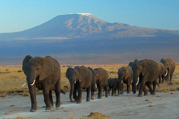 7 DAYS AMAZING SAFARIT TO MAASAI MARA NAKURU NAIVASHA AND AMBOSELI PARKS