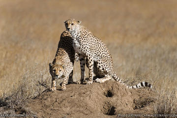 8 DAYS BUDGET GROUP JOINING KENYA AND TANZANIA SAFARI