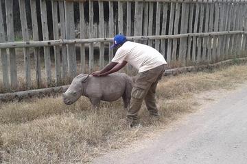 DAY TO TO OLPEJETA CONSERVANCY