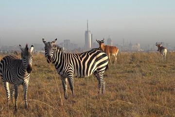DAY TOUR TO GIRAFFE CENTER, ELEPHANT TRUST AND NAIROBI NATIONAL PARK