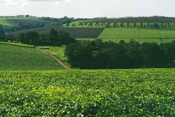 DAY TOUR TO KIAMBETHU TEA FARM IN LIMURU