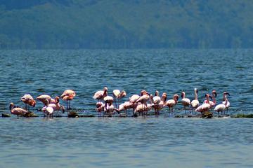 DAY TOUR TO LAKE NAKURU NATIONALPARK WITH OPTIONAL BOAT RIDE ON LAKE NAIVASHA