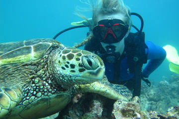Beginner Scuba Dive with Turtles
