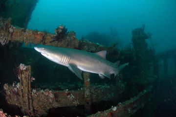 Scuba Shipwreck & Reef Tour for Certified Divers
