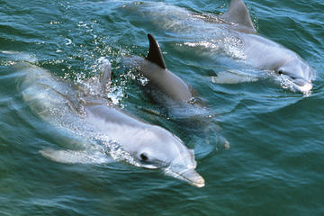 Dolphin Search