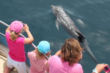 First Class Sailing in Gibraltar with Dolphin Safari