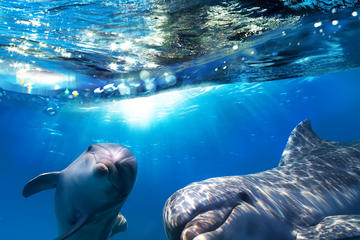 Andalucia & Costa del Sol Cruises & Water Tours