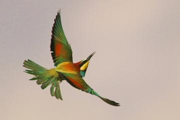 BIRD WATCHING OR PHOTOGRAPHY