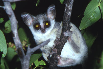 BUSH BABY NIGHT WALK