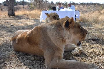 Picnic with Lions