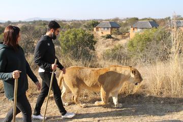 Walk with Lions
