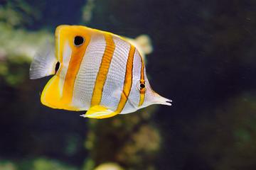 Gijon Aquarium Admission Ticket