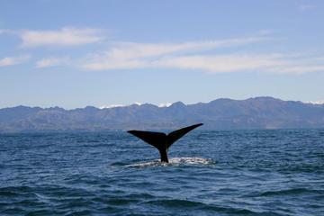 Kaikoura Whales