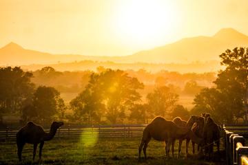 Camel Farm & Laboratory Experience