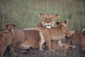 7-Night Kenya Basic Camping Safari from Nairobi: Masai Mara and Loita Hills
