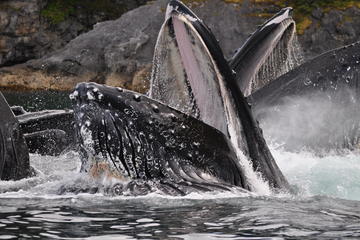 Superior Whale Watching - 3hrs on the water!