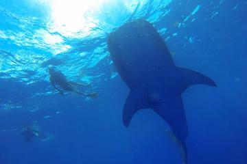 Whale Shark Encounter