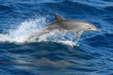 Dolphin and Marine Discovery Lunch Cruise