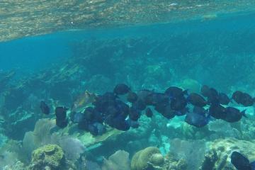 Coral Garden Shark and Sting Ray Alley Snorkeling