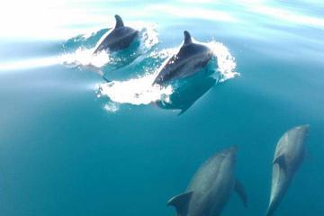 Dolphins & seahorses