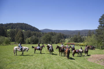 Yarra Valley 2 Hour Horse Trail Ride