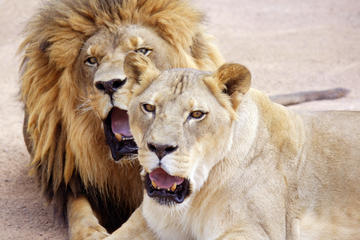 Lion Habitat Ranch: General Admission with Optional Behind-the-Scenes Tour