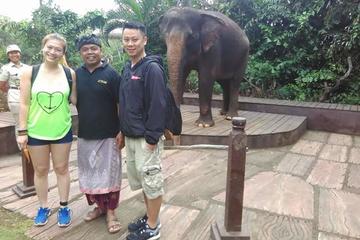 Morning Breakfast With Orangutans at Bali Zoo Park included hotel transfer