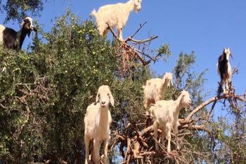 A full  Day out  trip from Marrakech  into the coastline  & Essaouira