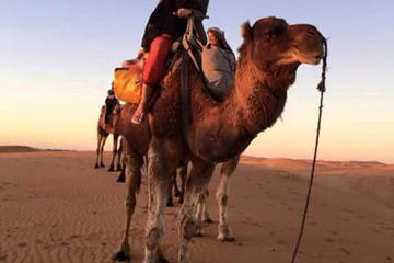 Camel riding in the palm groves of Marrakech & palmeraie