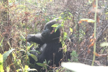 4 Days Gorilla Trekking Flying Safari In Uganda