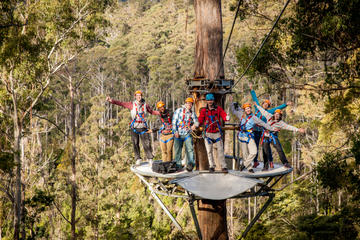Hollybank Treetops Adventure - Canopy Tours