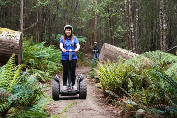 Hollybank Treetops Adventure - Segway Tour