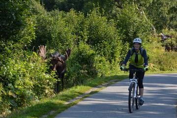 Coastal Fat-Tire Biking Tour in Anchorage