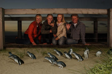 Phillip Island Day Trip with Penguin Parade and Maru Koala and Wildlife Park