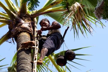 At toddy climber in Shwehlaing