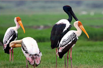 Explore The Keoladeo Ghana National Park with Fatehpur Sikri
