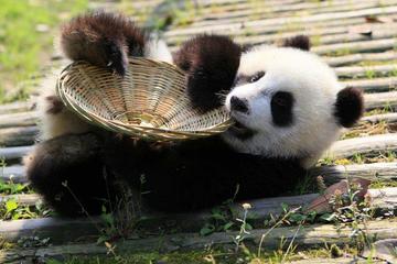 Volunteer Day at Dujiangyan Panda Base