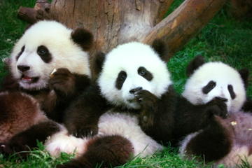 Beijing Family Tour: Pandas at Beijing Zoo, Rickshaw, Calligraphy Lesson in Hutongs and Flying Kite at the Olympic Park
