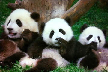 Chengdu in A Day from Shanghai by Air: Pandas and Histories