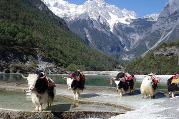 Private Day Trip to Yak Meadow at Jade Dragon Snow Mountain and Shuhe Ancient Town from Lijiang