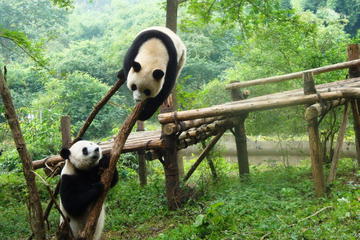 Private Tour: Chengdu Panda Research Center with One-Way Airport Transfer