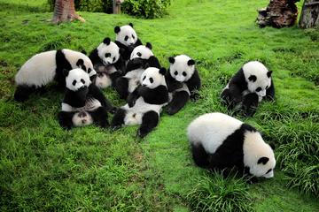 Volunteer for the Day at Chengdu Dujiangyan Panda Base Conservation Center