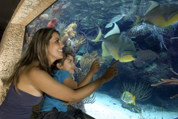 Xcaret Day Trip from Playa del Carmen